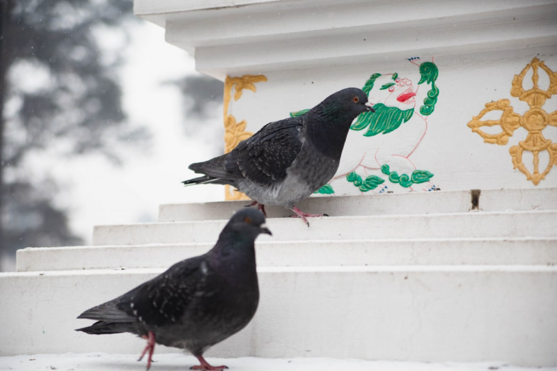 Читинцев просят не прикармливать голубей на площадях города