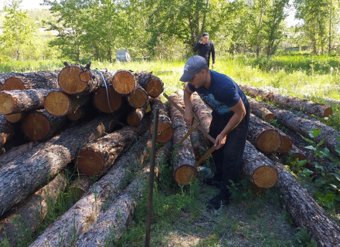 «Чёрный лесоруб» уничтожил почти 70 деревьев в Забайкалье