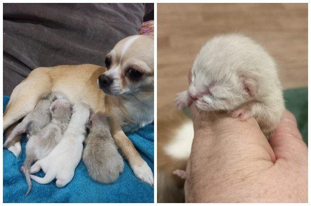 Собака чихуахуа выкормила трёх новорождённых котят, выброшенных в Новосибирске