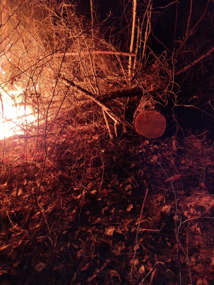 Свежие рубки деревьев нашли волонтёры на месте пожара рядом с Жипковщиной в Забайкалье