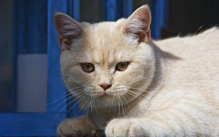 Кота Пипито не смогли вывезти из Маньчжурии из-за температуры у хозяина
