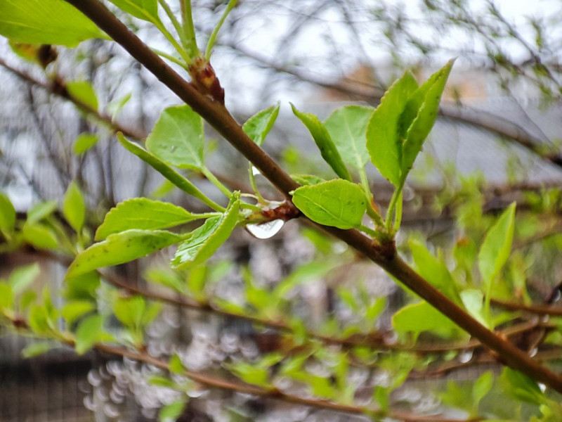 Небольшой дождь в Забайкалье и тепло до плюс 23 градусов ожидается в последний день весны, 31 мая