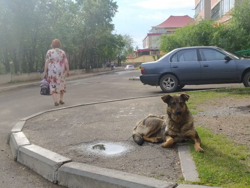 Пенсионеры в Сретенске через суд требуют у хозяина покусавшей их собаки 100 тыс. руб. компенсации
