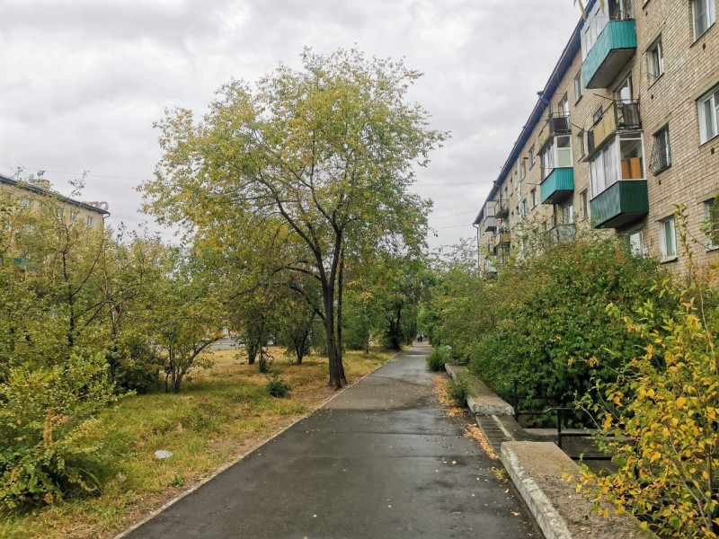 Деревья в Чите будут обрабатывать от тополиной моли