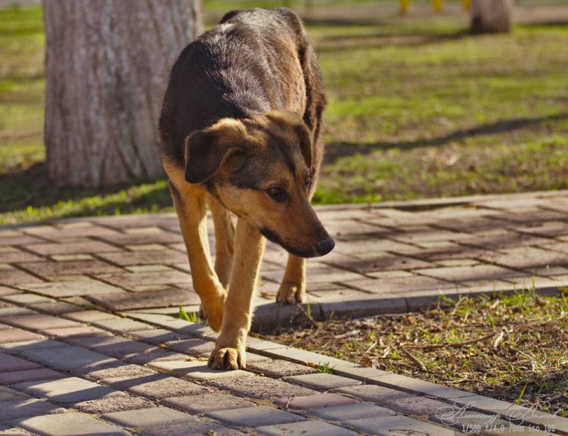 Власти Краснокаменского района обратились в прокуратуру из-за собак на свободном выгуле