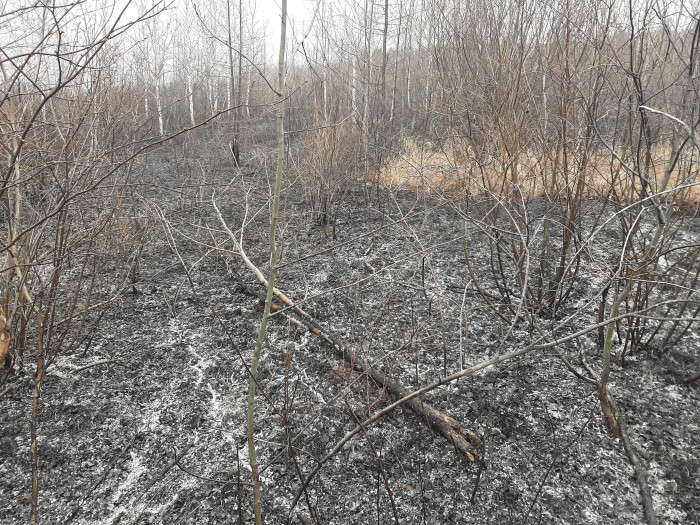 Крупный лесной пожар в районе Куки локализован