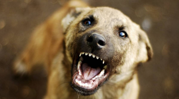 Общественница из Читы предложила искать бродячих собак с квадрокоптеров