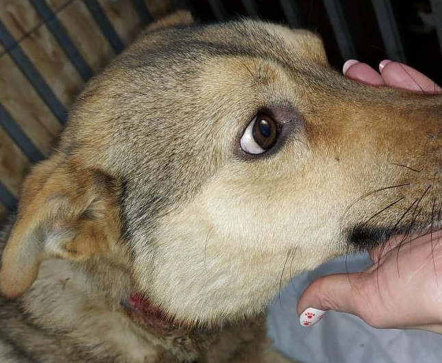 Волонтёры в Чите объявили сбор средств на лечение чудом выжившего пса