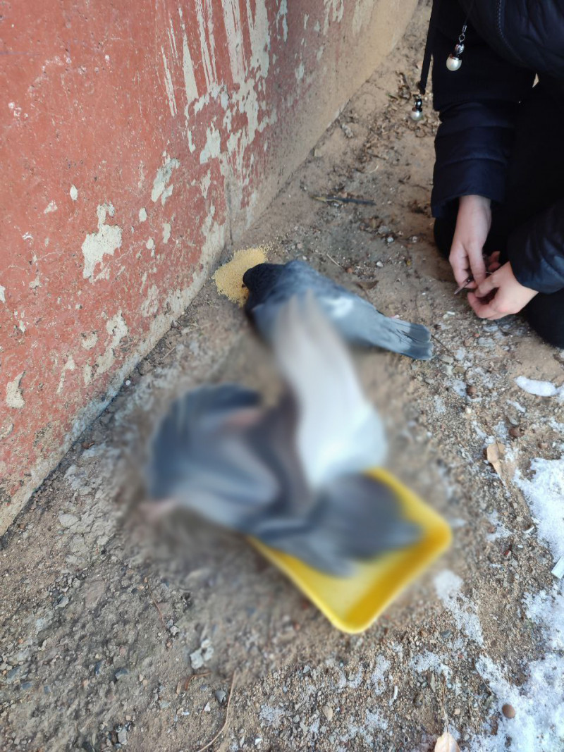 Жительница Читы забрала домой выжившего голубя, который сутки висел на проводе