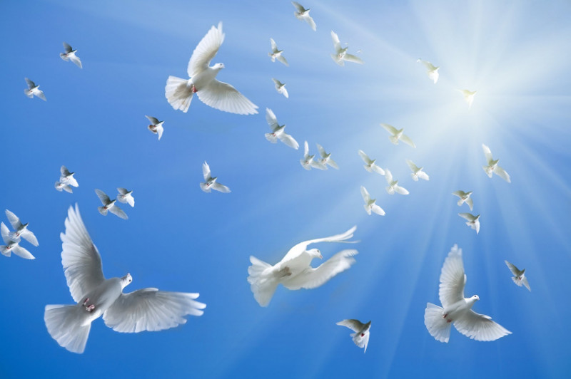Белых голубей выпустят в небо Читы 8 мая на площади Декабристов (0+)