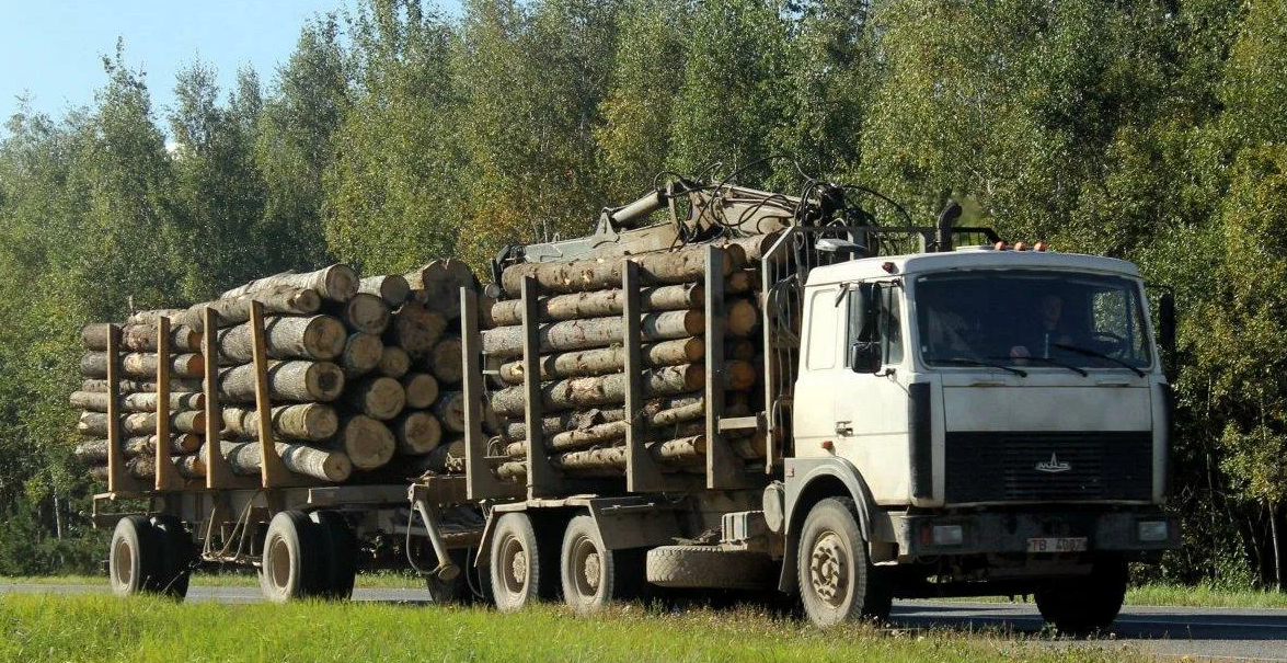 Maz-6303 лесовоз. МАЗ 6303 лесовоз с прицепом. МАЗ 641708 лесовоз. МАЗ 54341 лесовоз.
