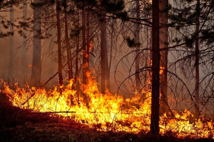 Ягодники подожгли лес возле села Малета в Забайкалье