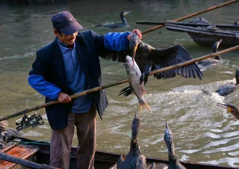 Бакланы достают рыбаков по всему Забайкалью из-за пересохших Торейских озёр