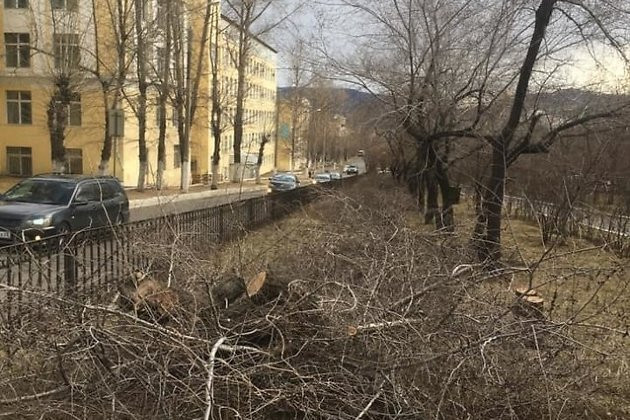 Прокуратура заинтересовалась вырубкой деревьев на аллее Горького в Чите