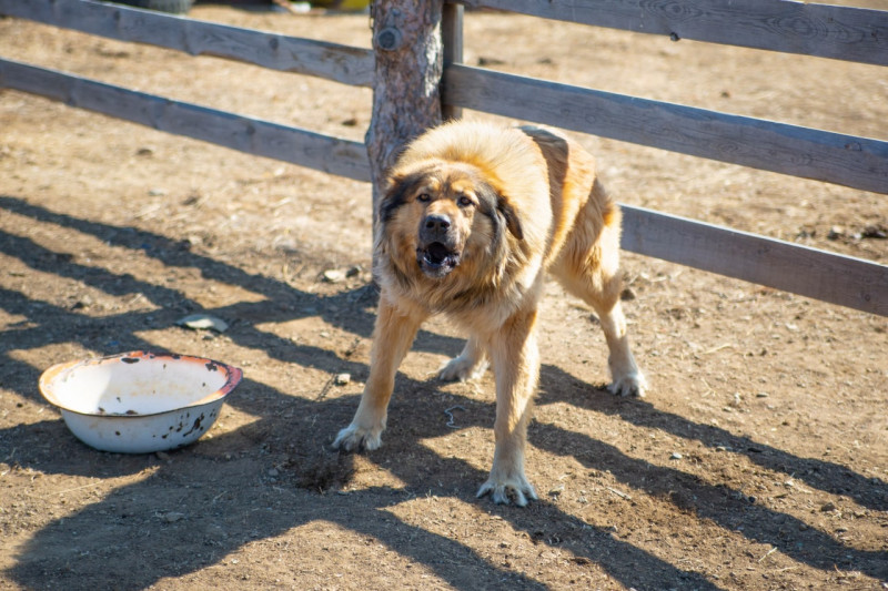 Кинолог: Напавших на девочку в Домне собак рвало от переедания во время отлова (18+)