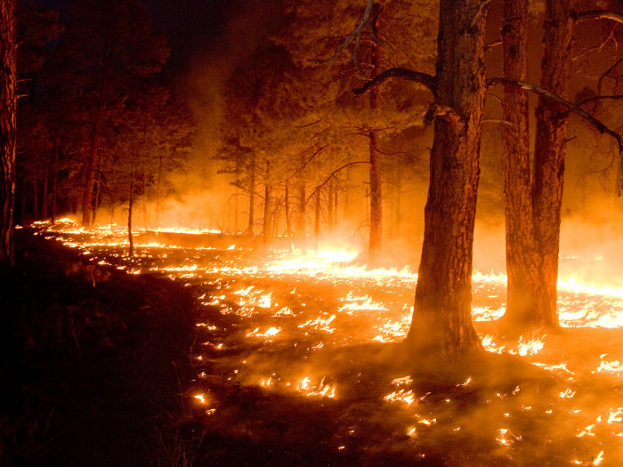 Чуть меньше 600 га леса необходимо потушить в Забайкалье за 24 марта