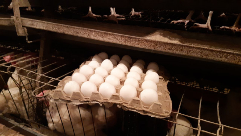 Цену в 110-125 рублей на яйца в Росптицесоюзе посчитали адекватной