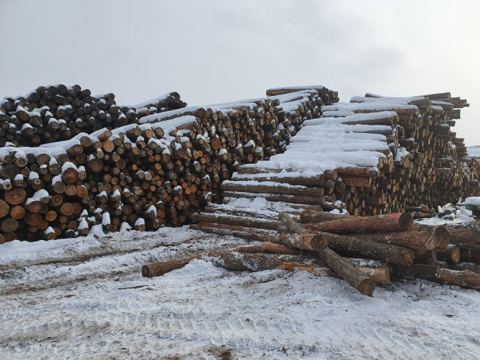 Около 130 случаев незаконной рубки деревьев выявлено в Петровск-Забайкальском районе за февраль