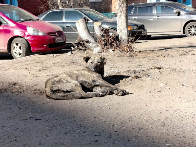 10 беспризорных собак отловили за прошедшие сутки в Чите