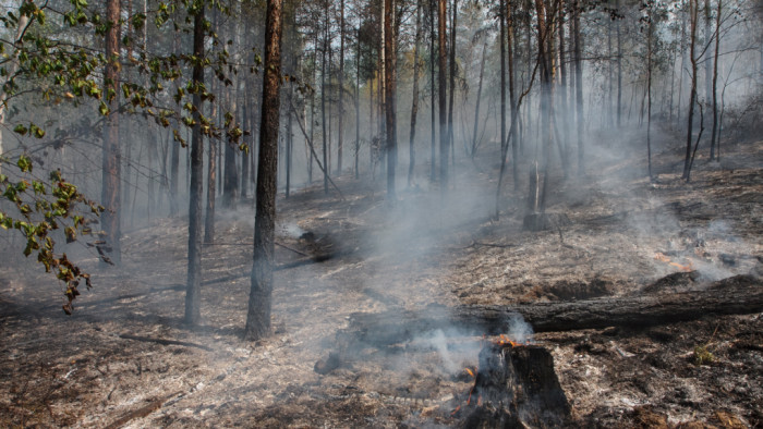 Семь лесных пожаров ликвидировали за сутки в Забайкалье