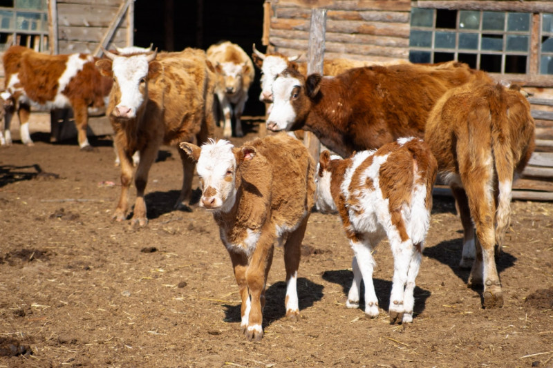 Молочная ферма подготовит кормовую базу для скота в Забайкалье 