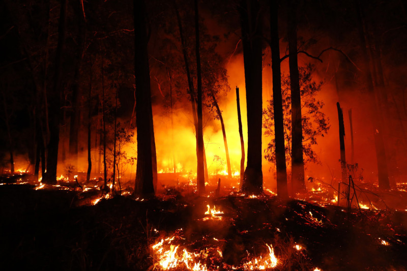 Мужчина уничтожил 10 га леса под Читой, когда обжигал медные провода