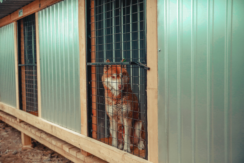 Бездомные собаки в Чите
