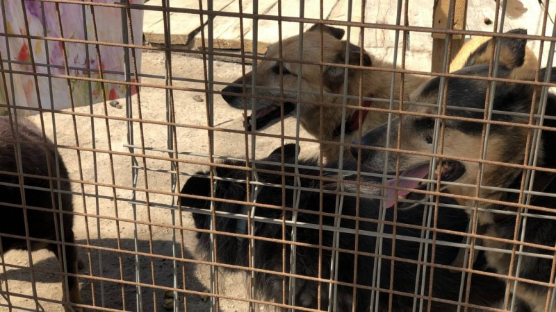 Свинарники переделают под вольеры для собак в приюте ИК-3 Читы