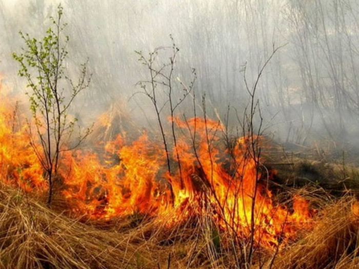 Лесной пожар площадью 1,5 гектара действует возле посёлка Дульдурга в Забайкалье