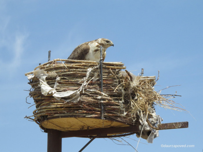 Искусственные гнёзда для сохранения редких птиц установили в Даурском заповеднике