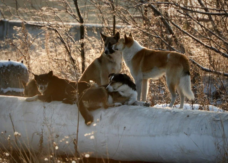 Подрядчики Краснокаменска отказались ловить собак, из-за чего заявки не исполняются по 2 недели