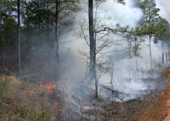 Забайкалец, устроивший первый лесной пожар, оплатит расходы на его тушение