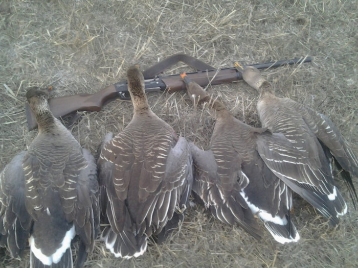 Двое браконьеров оштрафованы за охоту на краснокнижного гуся в Забайкалье