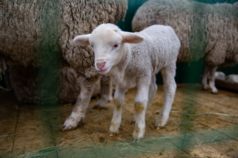 Всероссийская выставка племенных овец пройдёт в Чите - публикуем программу мероприятий