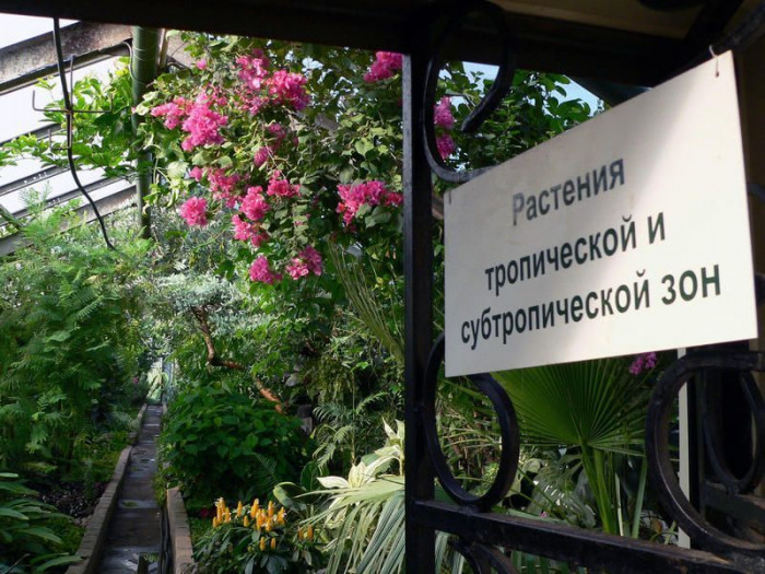 Почти три тысячи растений собрали в коллекции Забайкальского ботанического сада
