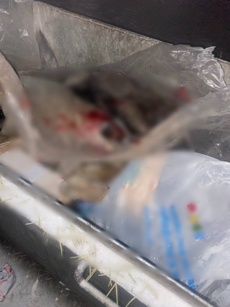 Семья в Домне нашла трупы собак в мусорном баке после звуков выстрелов (18+)