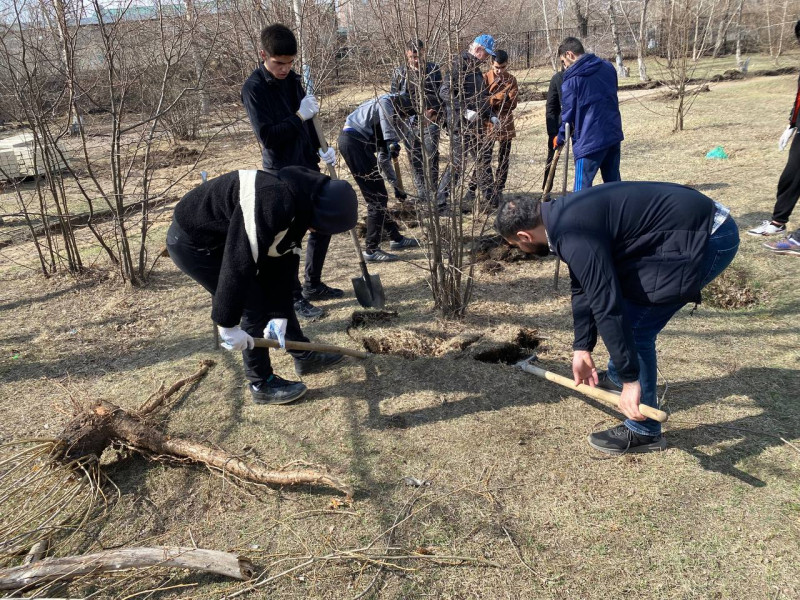 Яблони пересадили в парке «Коллективный труд» в Чите