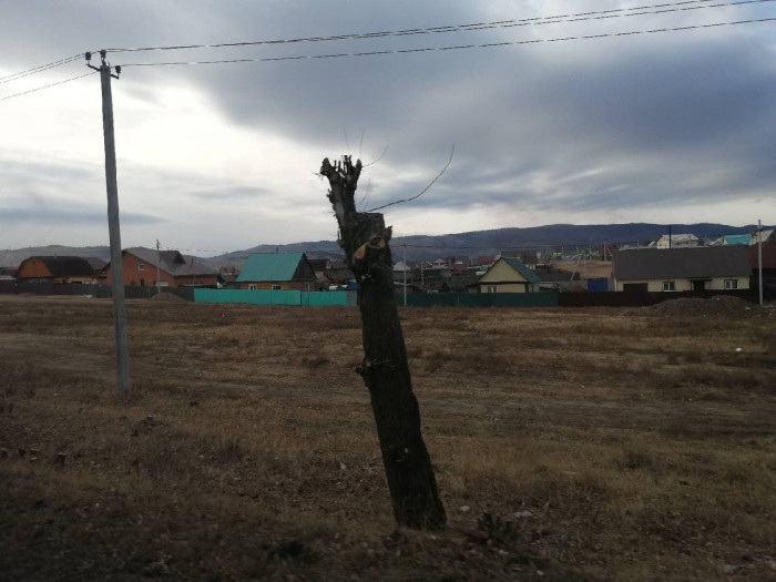 Жители мкр Хороший в Чите пожаловались на изуродованные деревья