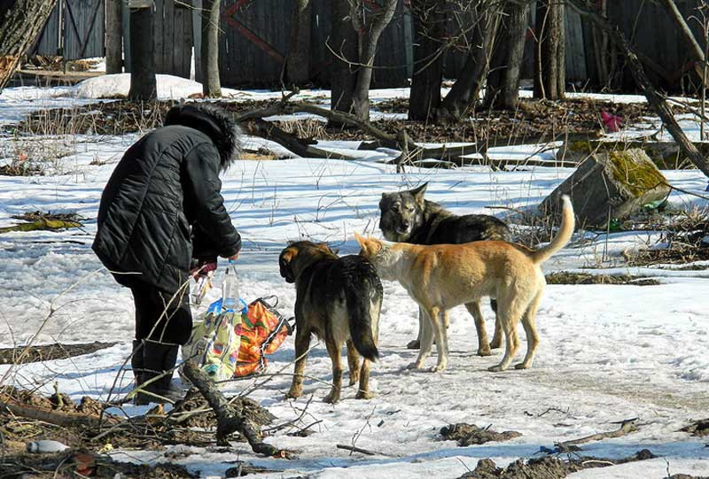 Запрет на кормление бездомных животных в Забайкалье оказался рекомендательным