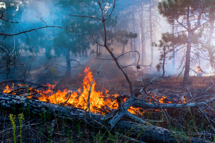 Восемь пожаров за неделю зафиксировали в Забайкалье