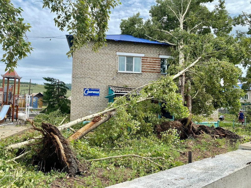 Дерево вырвало с корнем. Фото: пресс-служба прокуратуры Забайкальского края