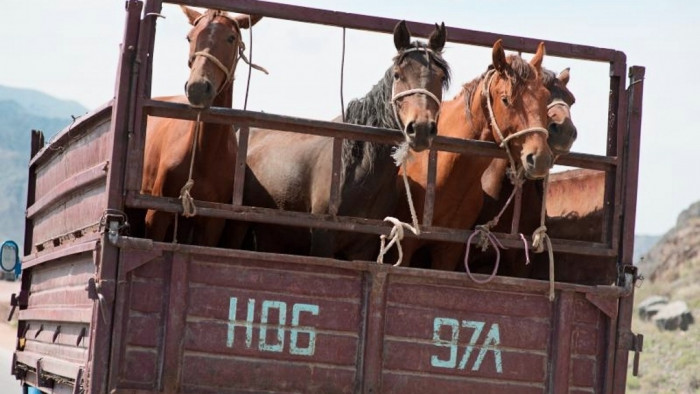 Партию из 35 лошадей без документов задержали при перевозке в Забайкалье