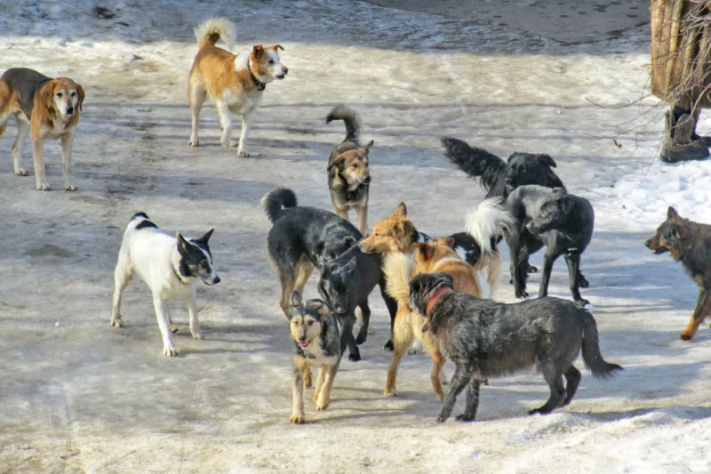 ЧС в Читинском районе предложил ввести в руководитель Госветслужбы края из-за собак