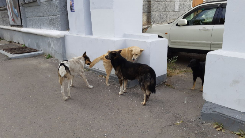 Бездомные собаки в Чите