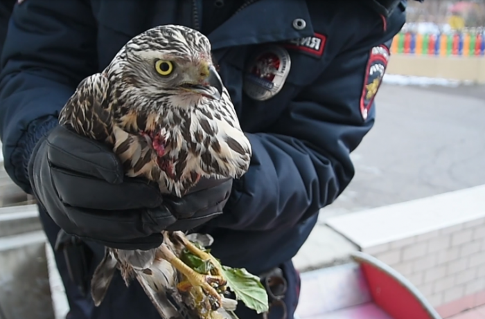 Сотрудники полиции в Чите передали раненого ястреба в зоопарк