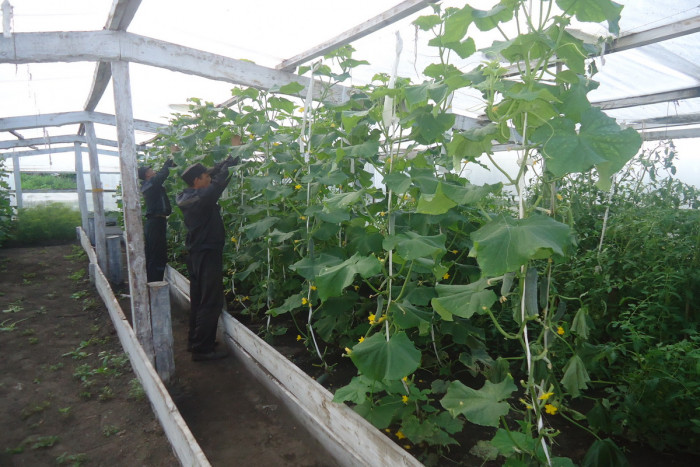 Осуждённые ИК-1 в Забайкалье планируют собрать 143 тонн урожая