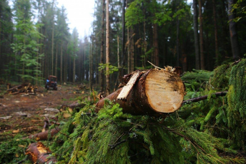 Житель Читы спилил леса на 2 млн рублей для постройки забора