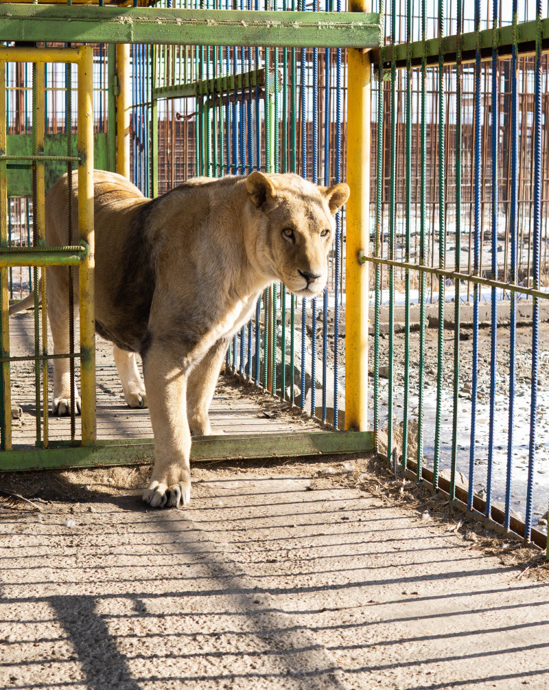 Зоопарк и зооклуб «Радуга» в Чите