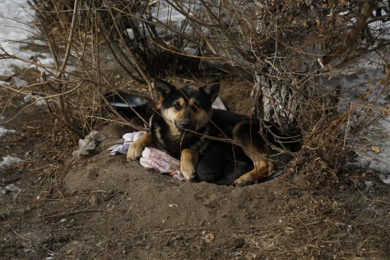 Родившую на вокзале Читы собаку и её щенков определят в приют