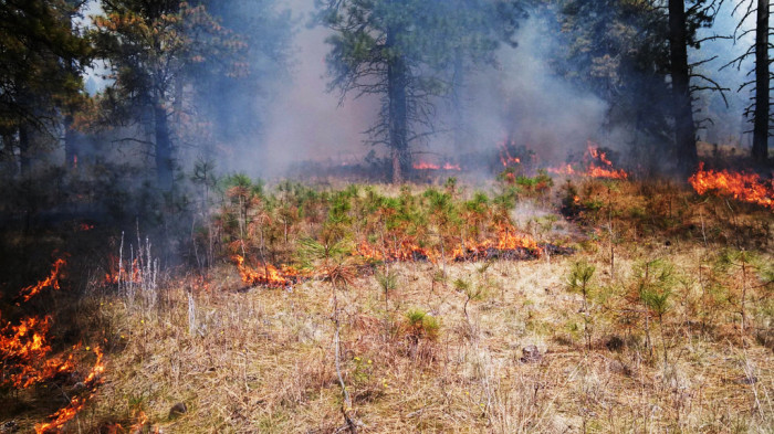Браконьеры являются виновниками около 20% пожаров в Забайкалье